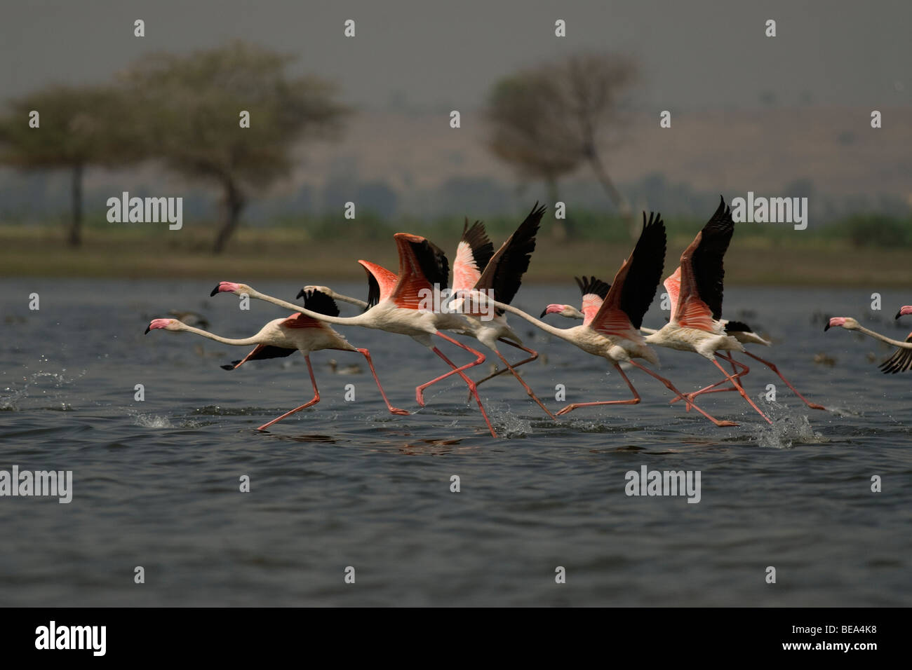 The Greater Flamingos waiting to fly at Bhigwan backwaters on the Pune Solapur Highway . Stock Photo