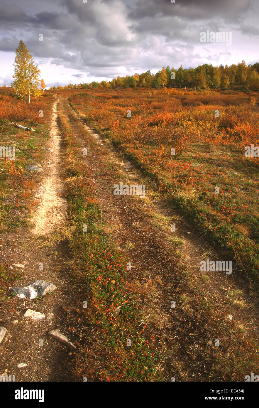 Path through tundra landscape with Birches (Betula sp.) in autumn, Lapland, Finland Stock Photo