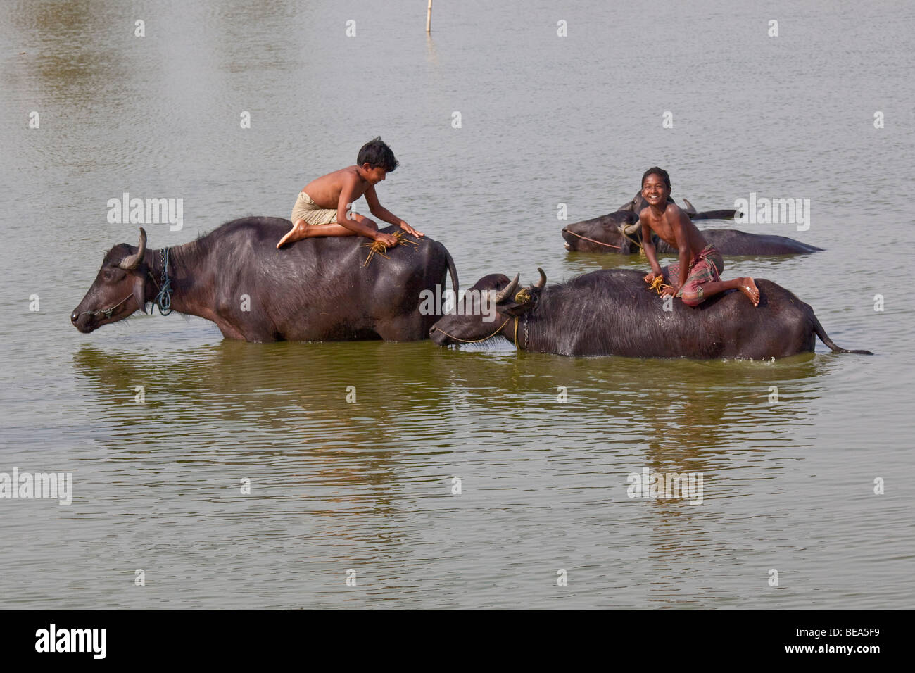 Boys washing water buffalo near Malda in Bengal State India Stock Photo