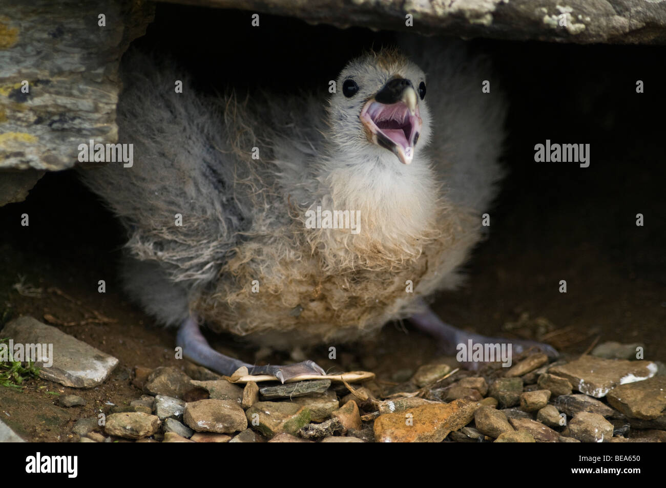 dh Fulmar BIRD UK Fulmar Fulmarus glacialis baby chick angry nest North Ronaldsay Orkney vomiting Stock Photo