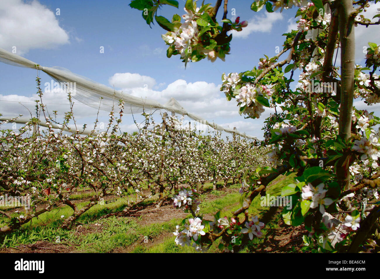 Apple trees in an orchard Stock Photo Alamy