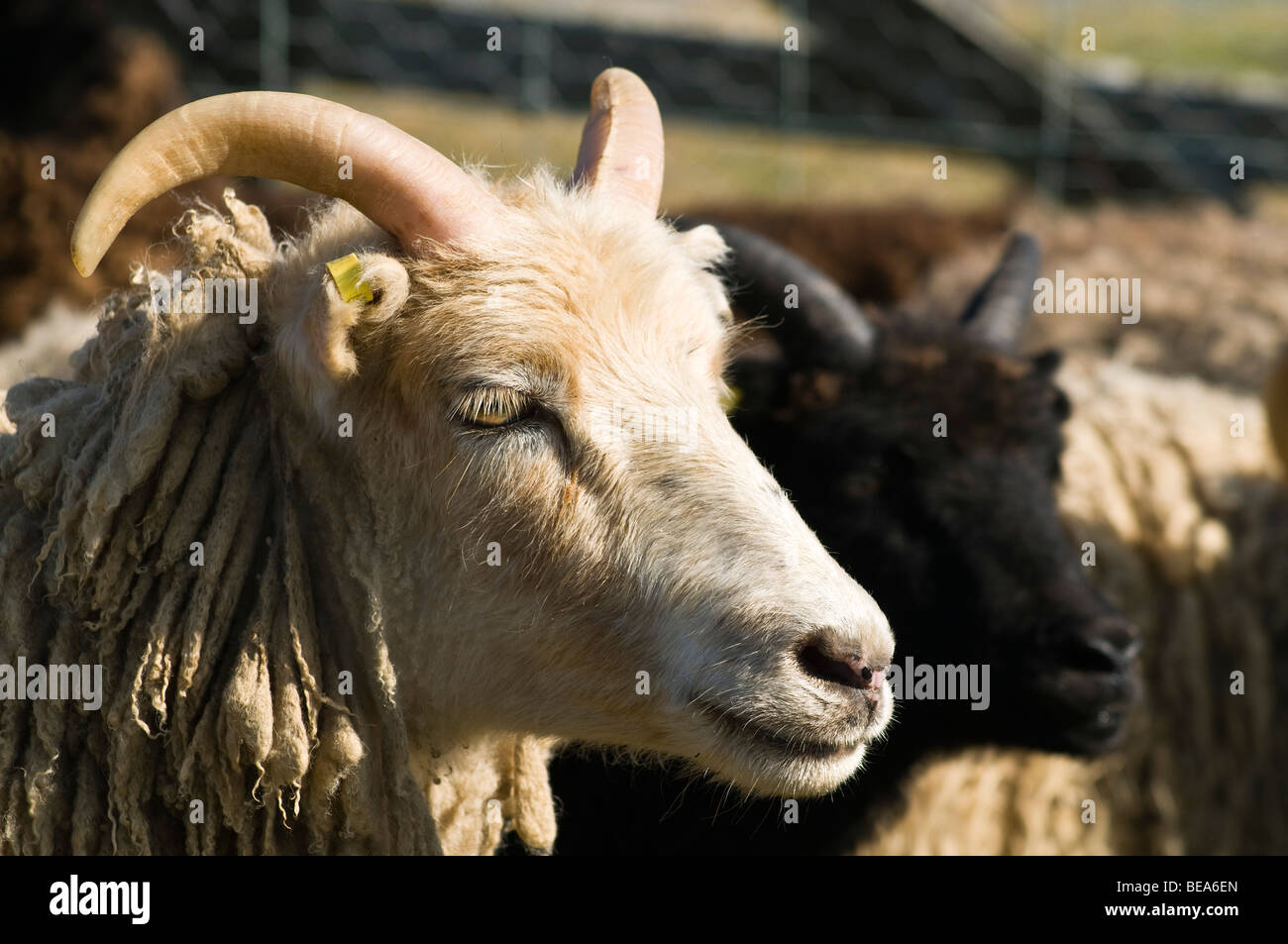 dh  NORTH RONALDSAY ORKNEY North Ronaldsay horned sheep close up face Orkney ram Stock Photo