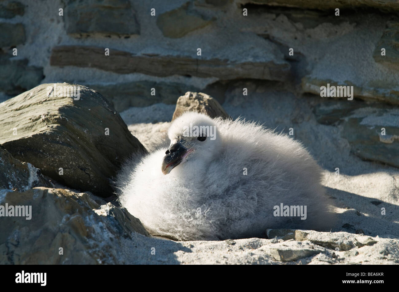 dh Fulmar BIRD UK Fulmar Fulmarus glacialis baby chick nest North Ronaldsay Orkney chicks scotland Stock Photo