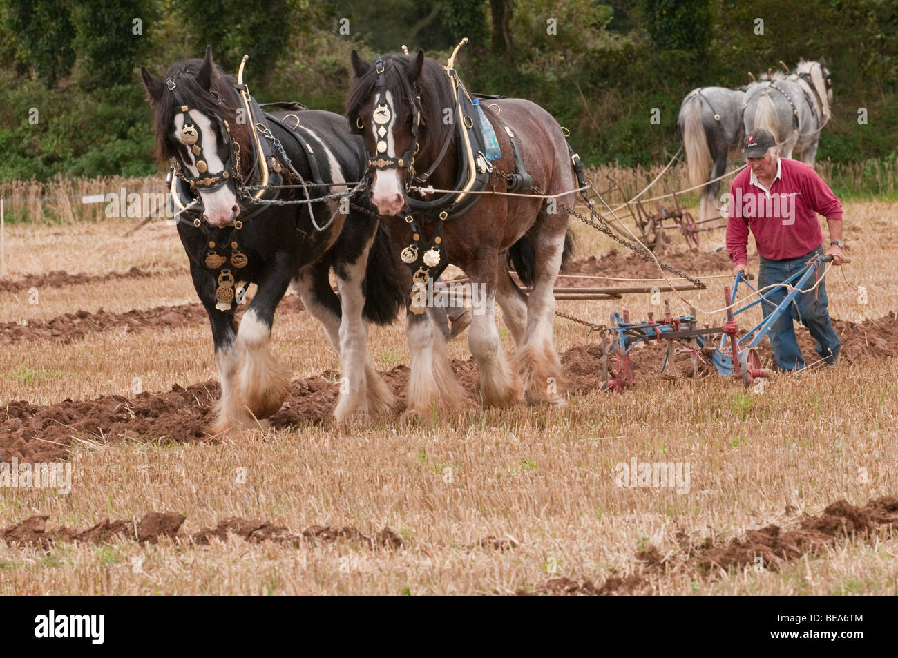 Working Shire horses ploughing in South East Cornwall Stock Photo