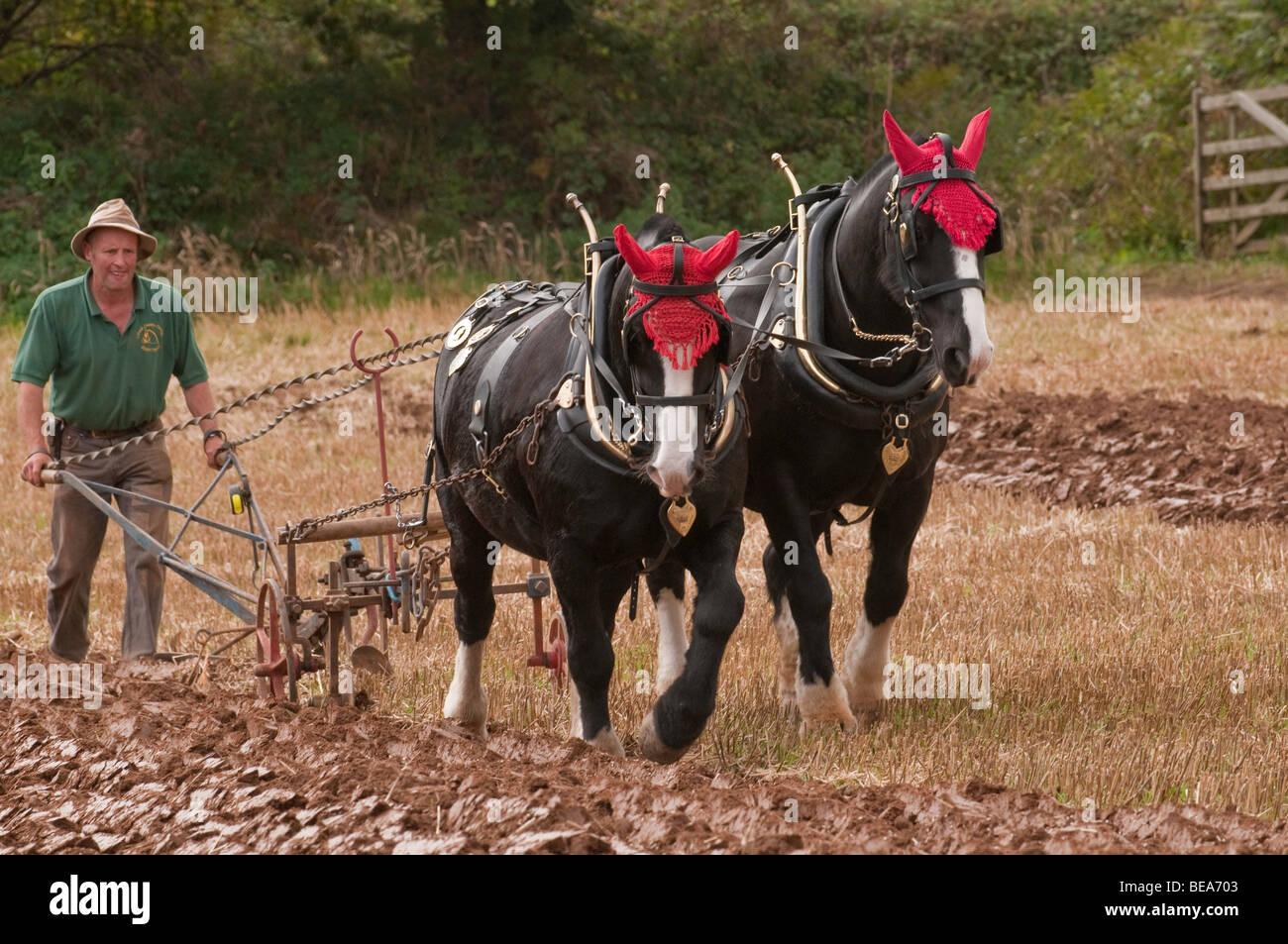 Working Shire horses ploughing in South East Cornwall Stock Photo Alamy