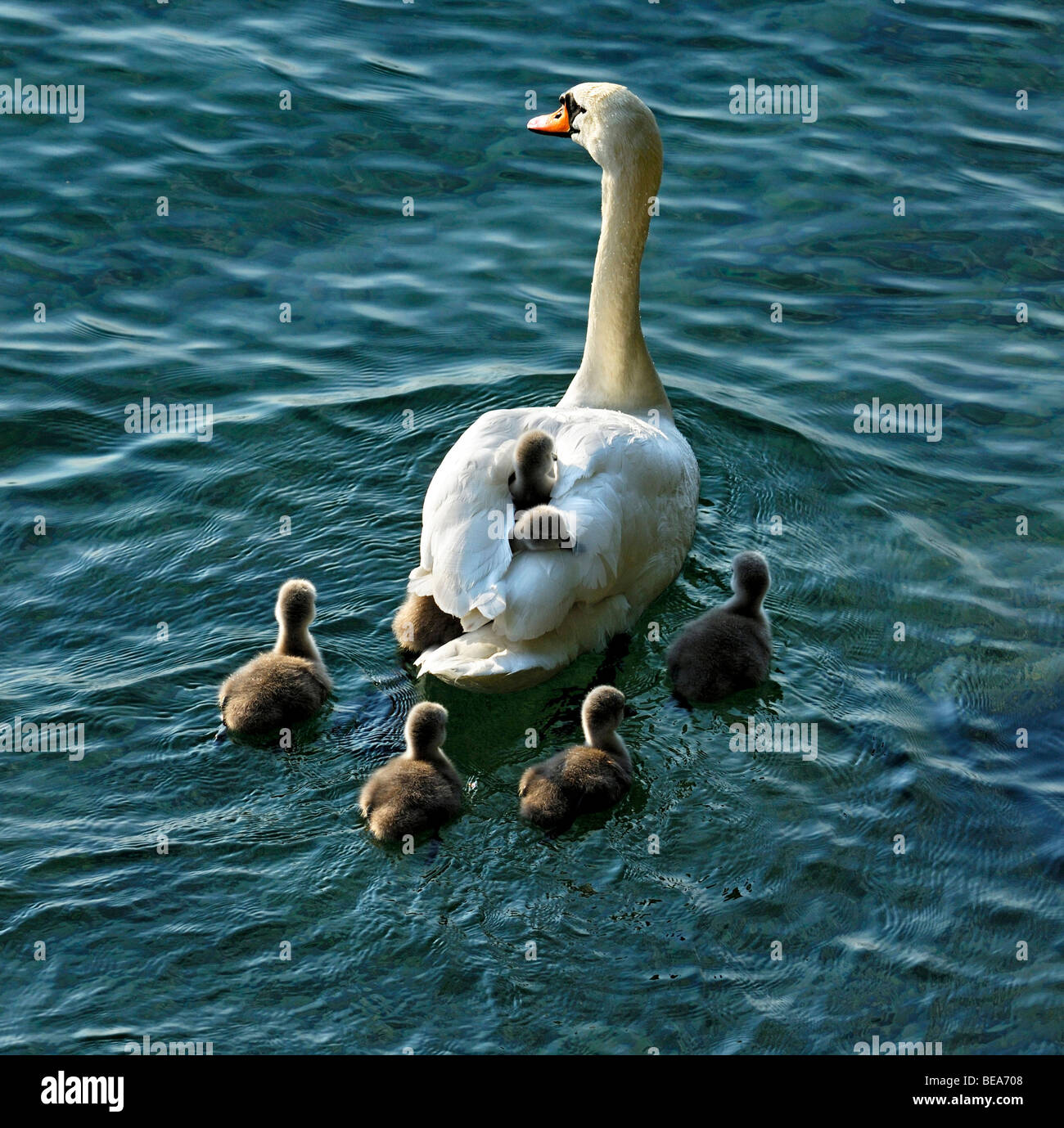 Swan and Stock Photo Alamy