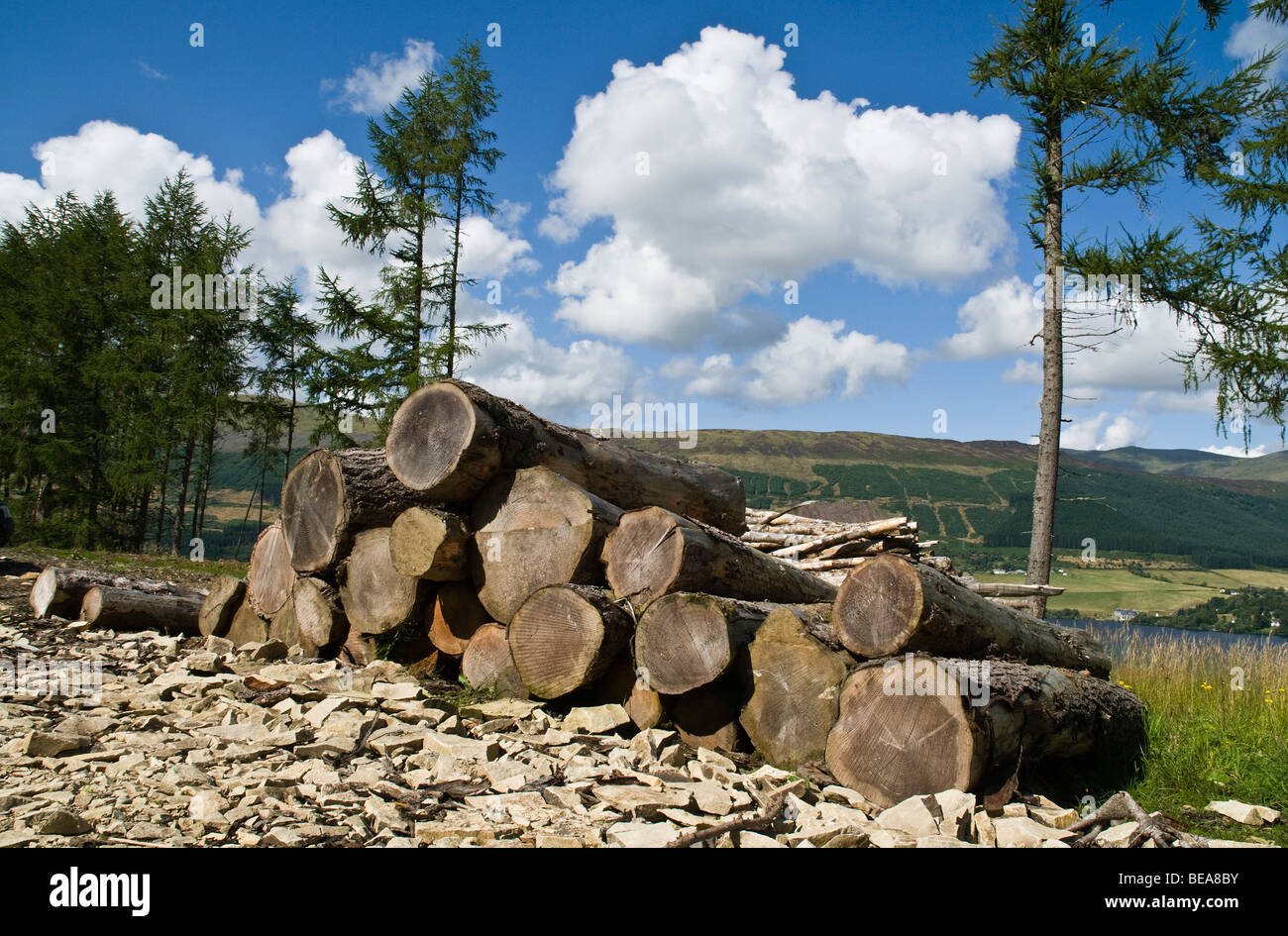 dh  LOCH TAY PERTHSHIRE Forestry tree trunks log pile felled forest scotland scottish clearing agroforestry uk Stock Photo