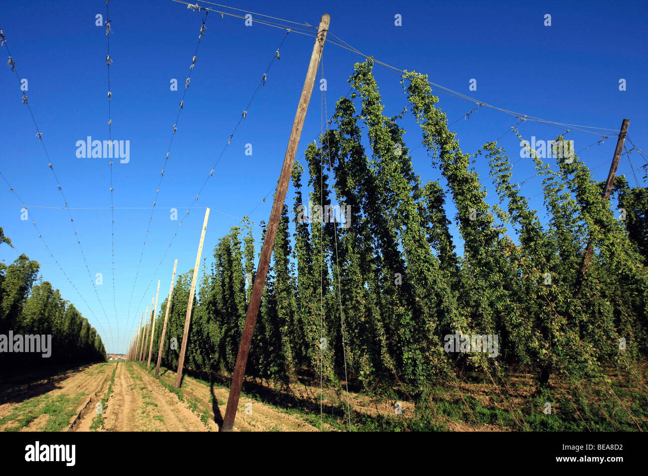 Hochfelden (67): Culture of hop Stock Photo