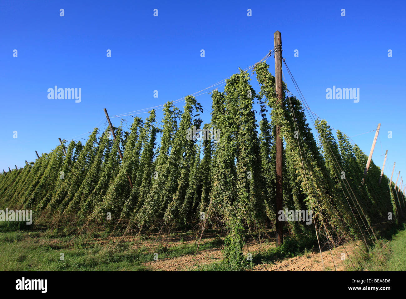 Hochfelden (67): Culture of hop Stock Photo