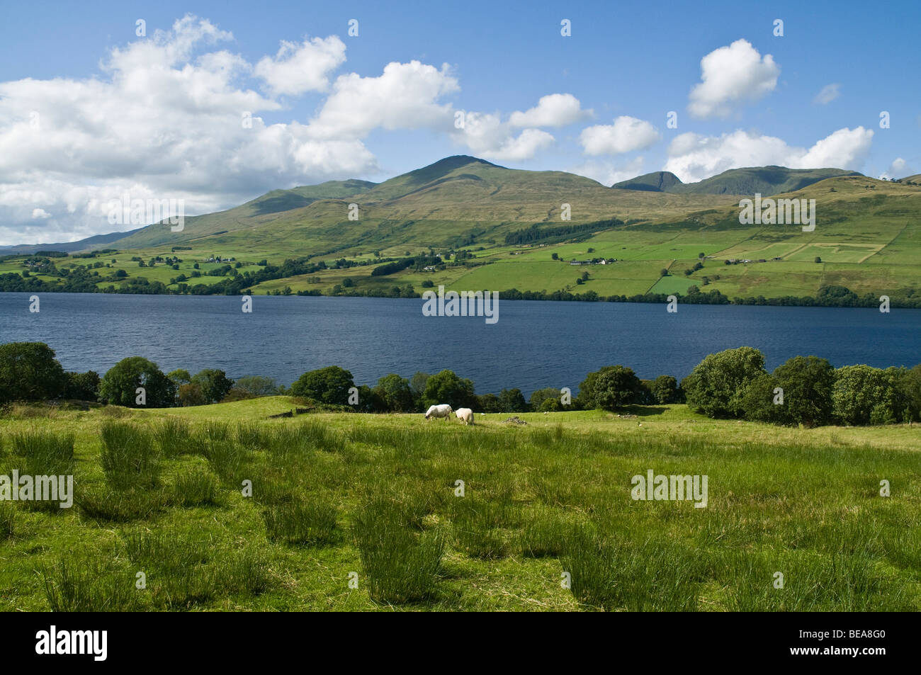 dh Ben Lawers Mountain range LOCH TAY PERTHSHIRE Sheep countryside landscape summer scottish munro mountains country scene scotland highlands Stock Photo