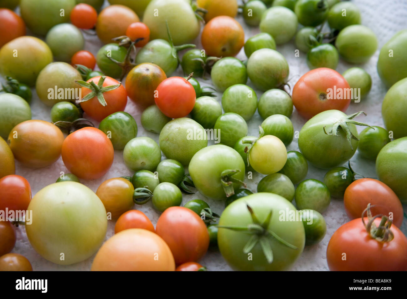 Unripe tomatoes Stock Photo