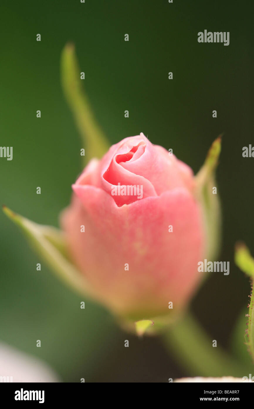 Flower: rose Stock Photo