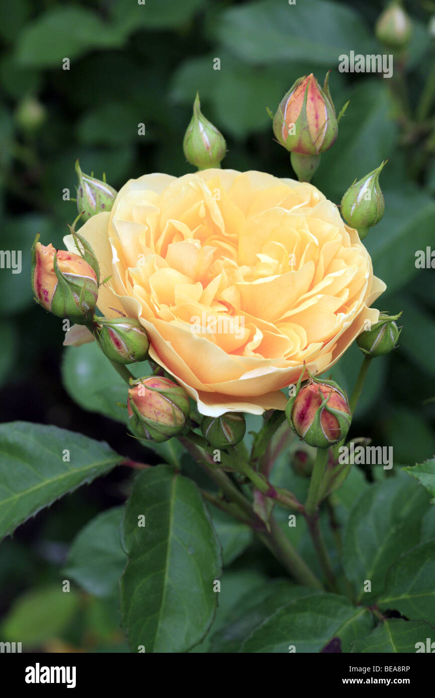 Flower: yellow rose Stock Photo