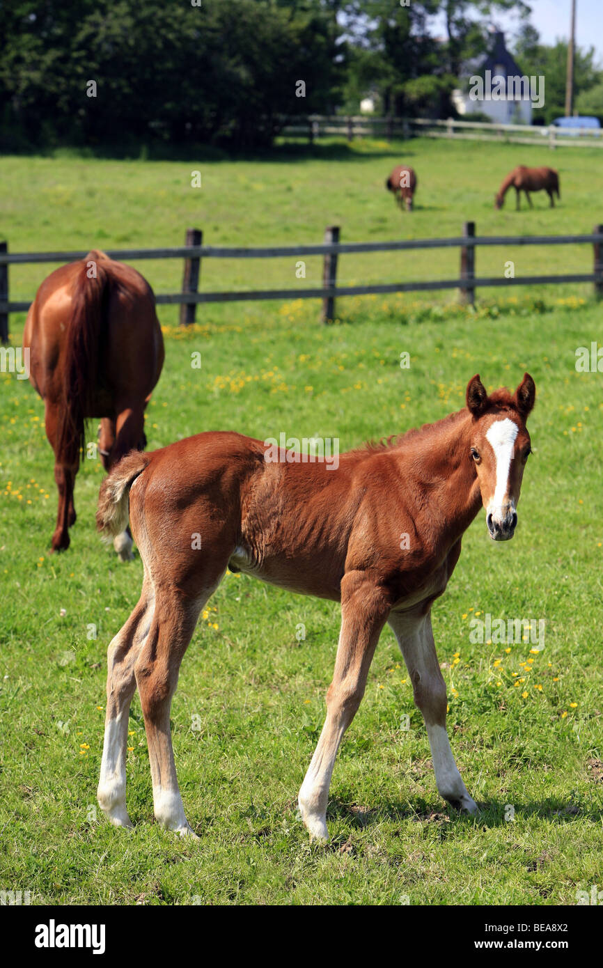 Mare and its foal Stock Photo