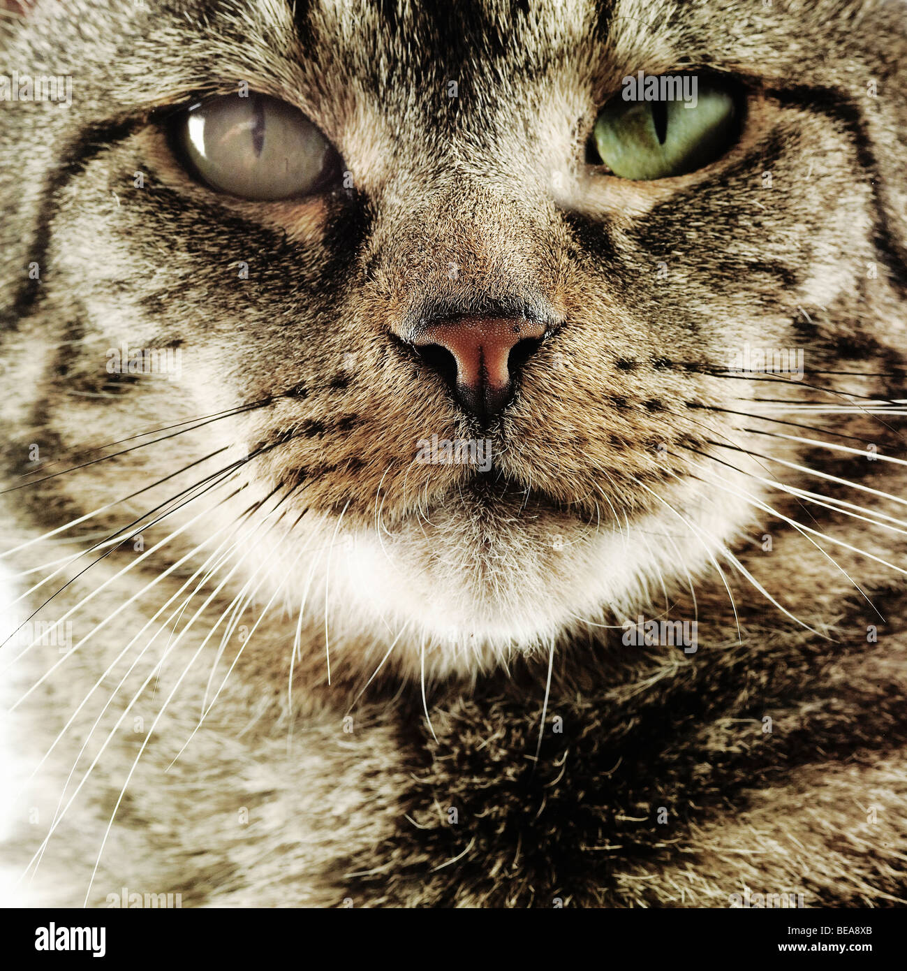 tabby cat close up Stock Photo - Alamy