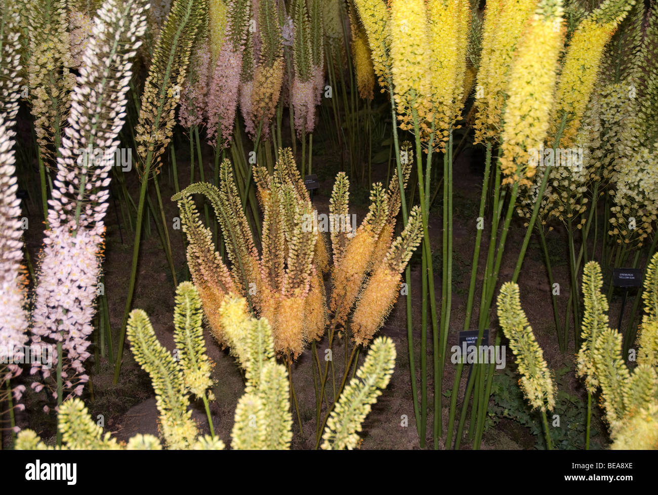 Eremurus Foxtail lilies Stock Photo