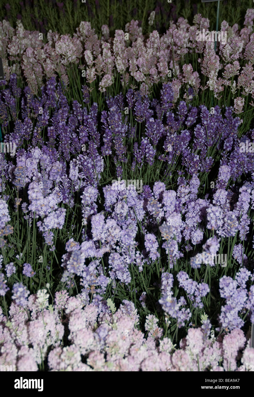Different shades of lavender from white through mauve and lilac to dark purple, all in flower, West London Stock Photo