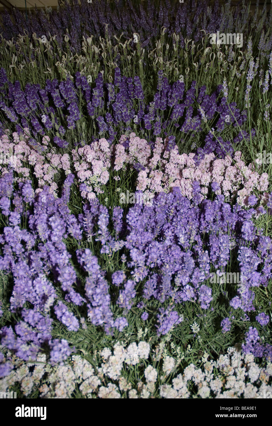 Different shades of lavender from white through mauve and lilac to dark purple, all in flower, West London Stock Photo