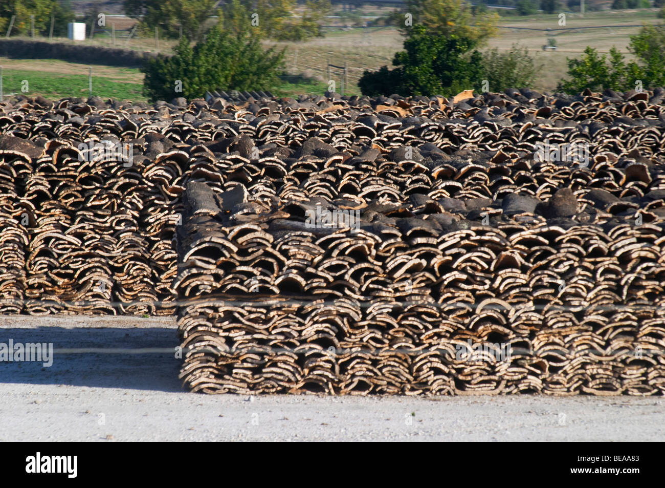Oak bark hires stock photography and images Alamy