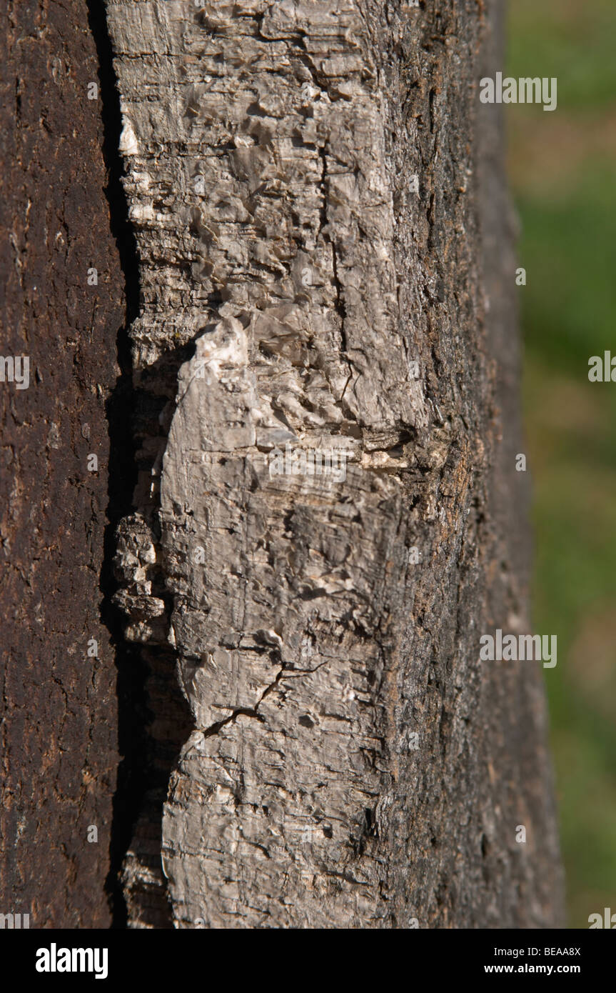 cork oak bark herdade de sao miguel alentejo portugal Stock Photo