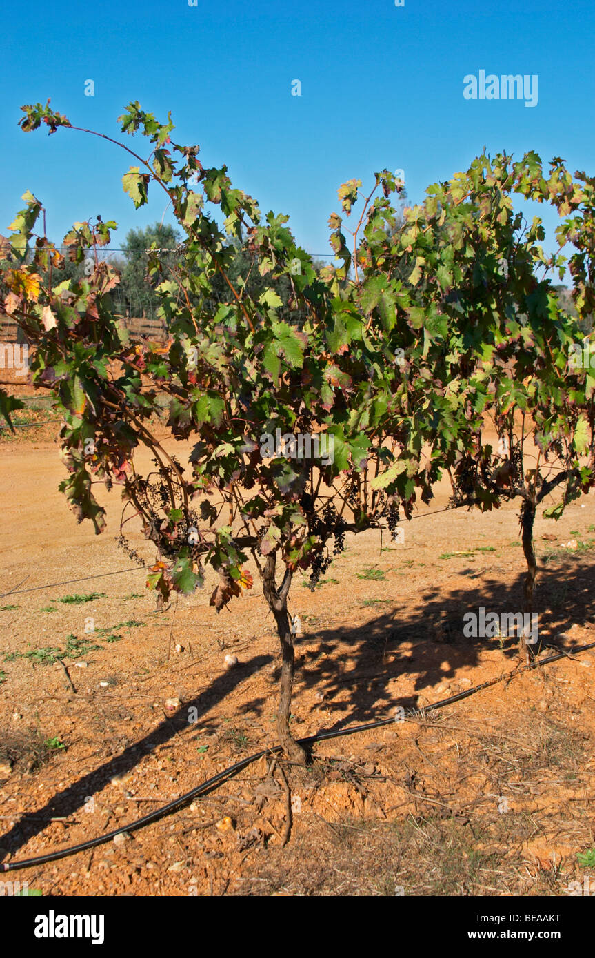 tempranillo vineyard herdade de sao miguel alentejo portugal Stock Photo