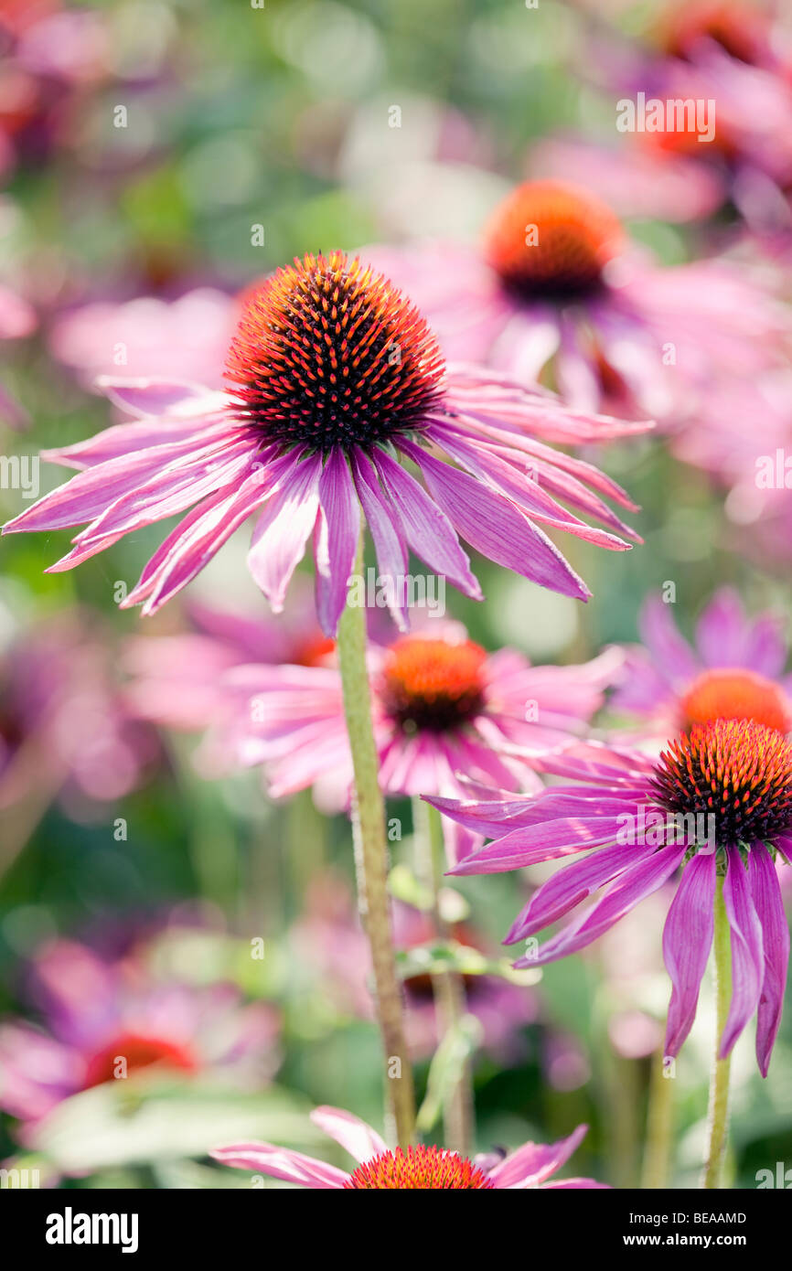 Echinacea purpurea - Purple coneflower Stock Photo