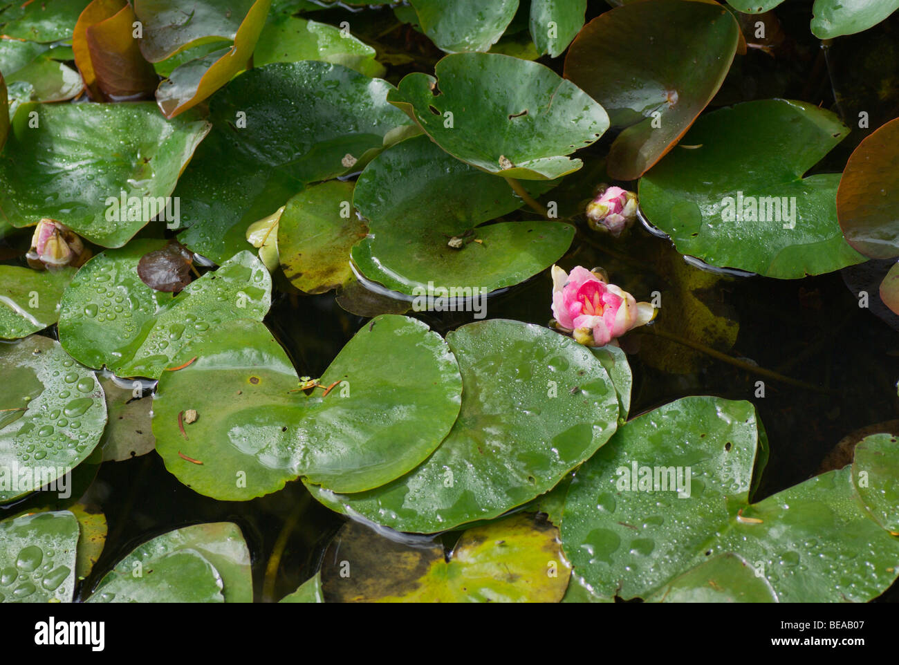 Nymphaeaceae water lilies hi-res stock photography and images - Alamy