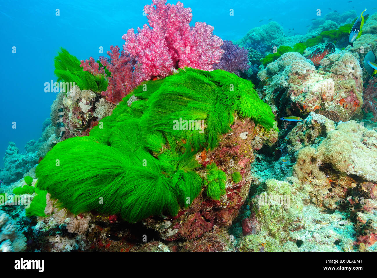 Turtle weed plant, Gulf of Aden, Djibouti Stock Photo