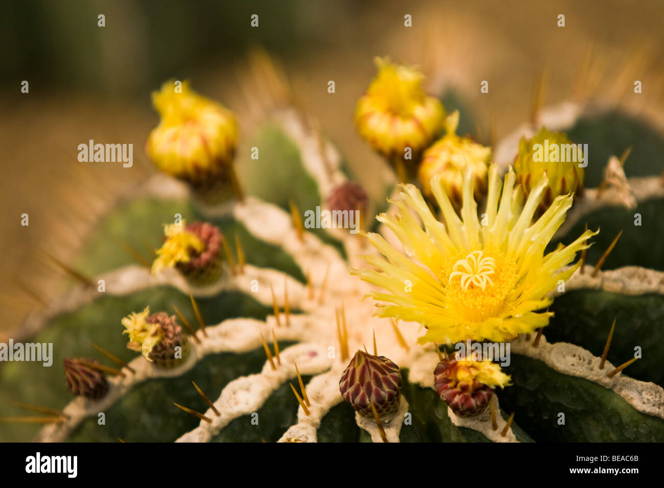 Blooming cactus Queen Sirikit Botanical Garden, Chiang Mai Thailand Stock Photo