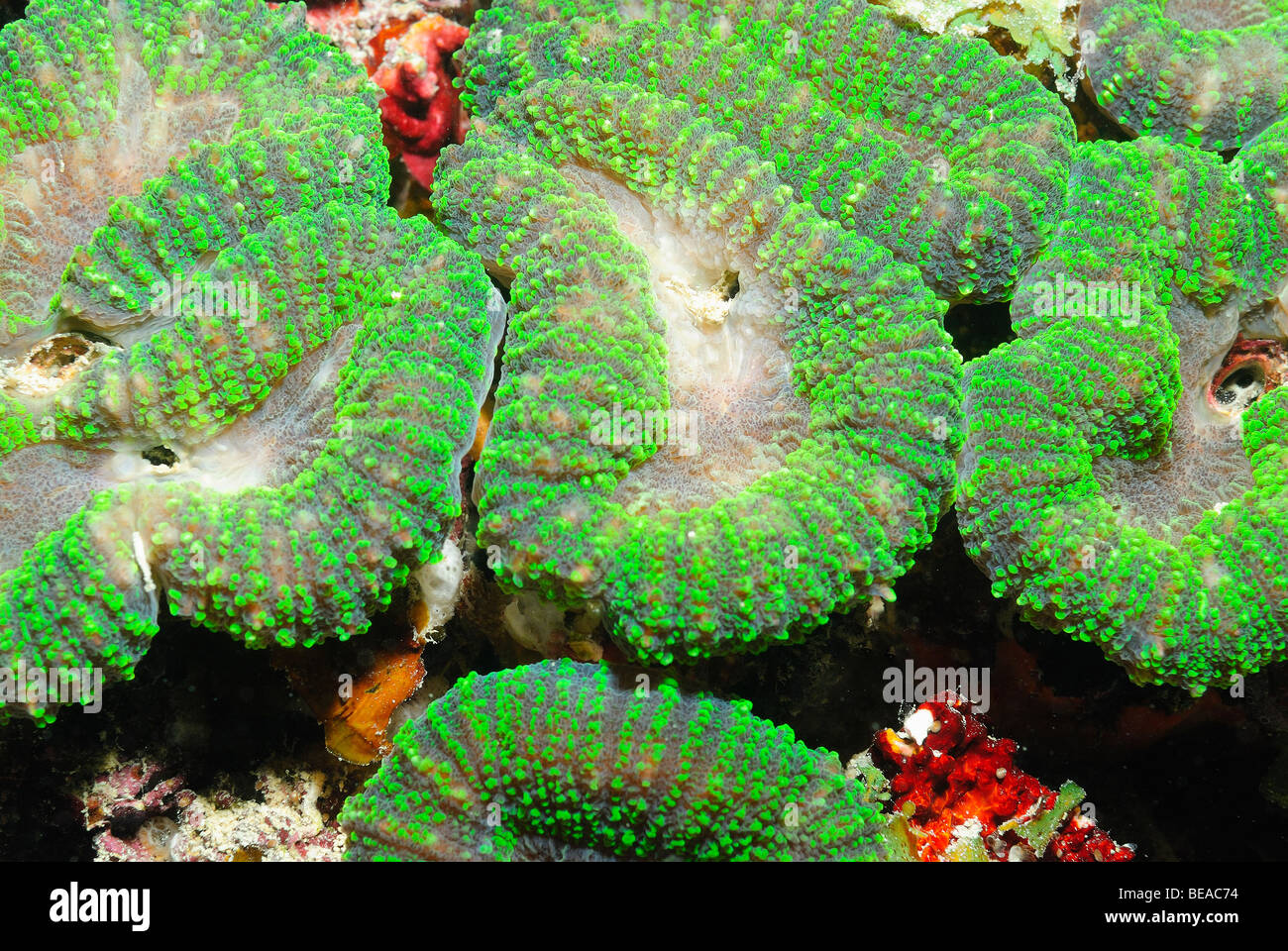 Detail of a flower coral colony, Gulf of Aden, Djibouti Stock Photo