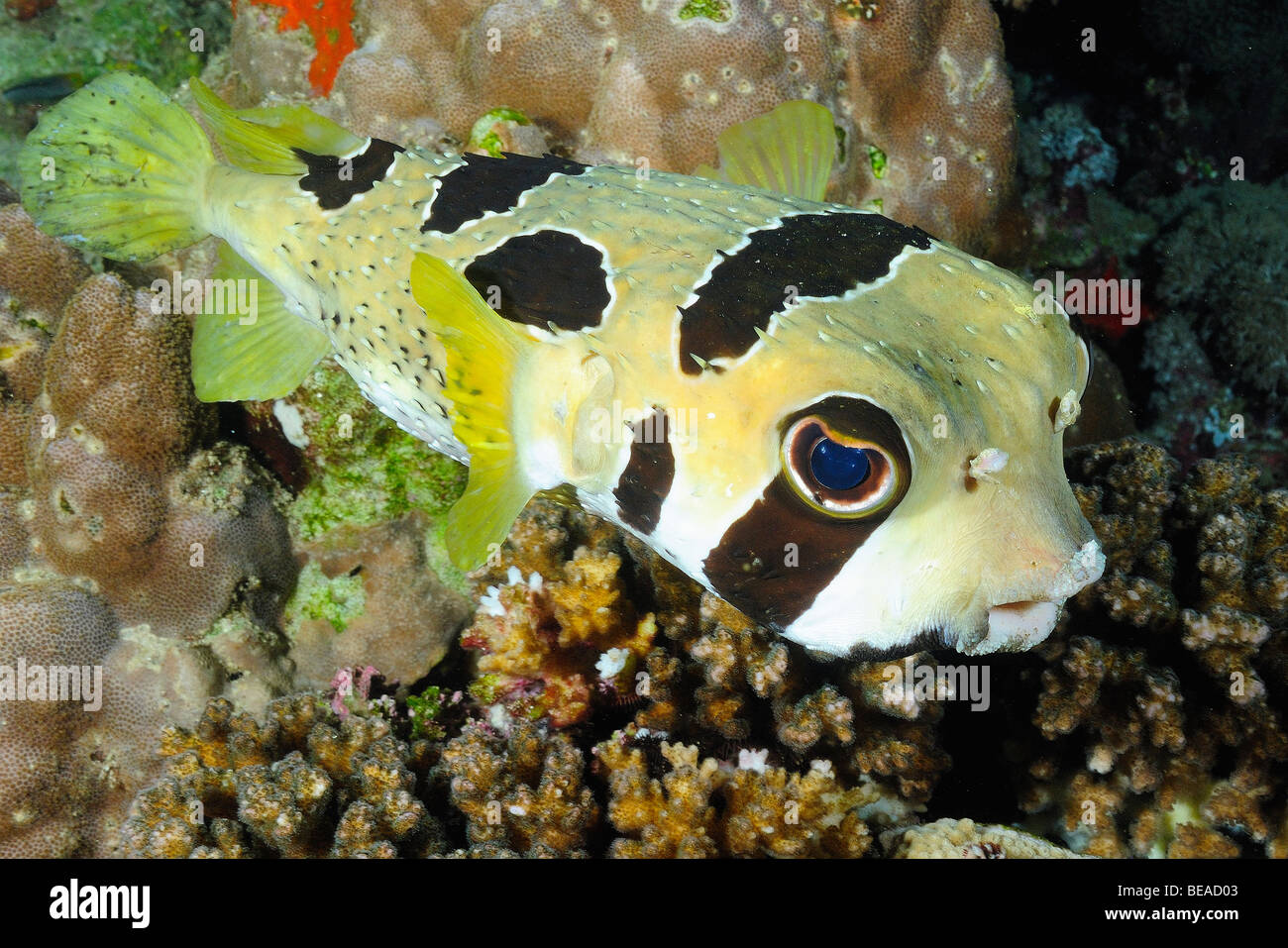 Black-blotched porcupinefish fish, Gulf of Aden, Djibouti Stock Photo