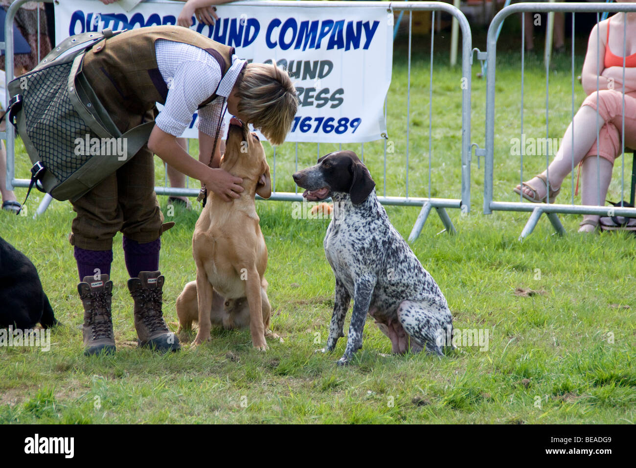 Gundogs at Cowpie Country Show Stock Photo