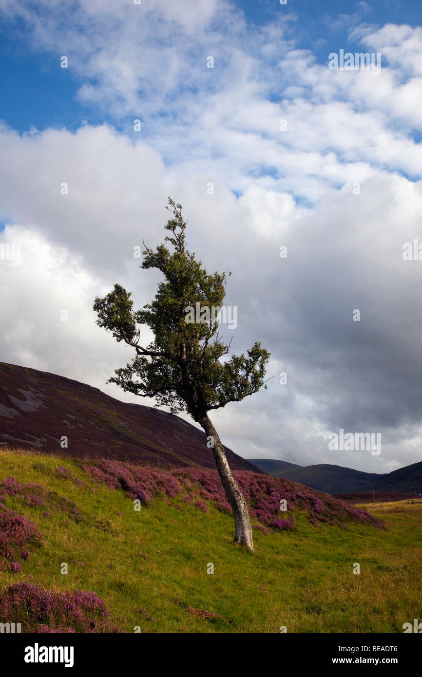 Glen Cluny or Clunie in the Cairngorms National Park, Aberdeenshire, Scotland, UK Stock Photo