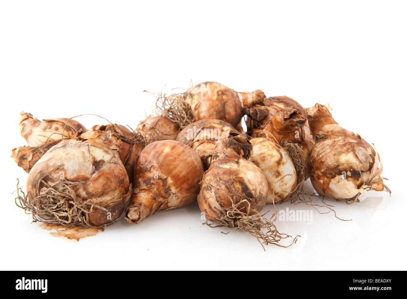 Flower bulbs hires stock photography and images Alamy