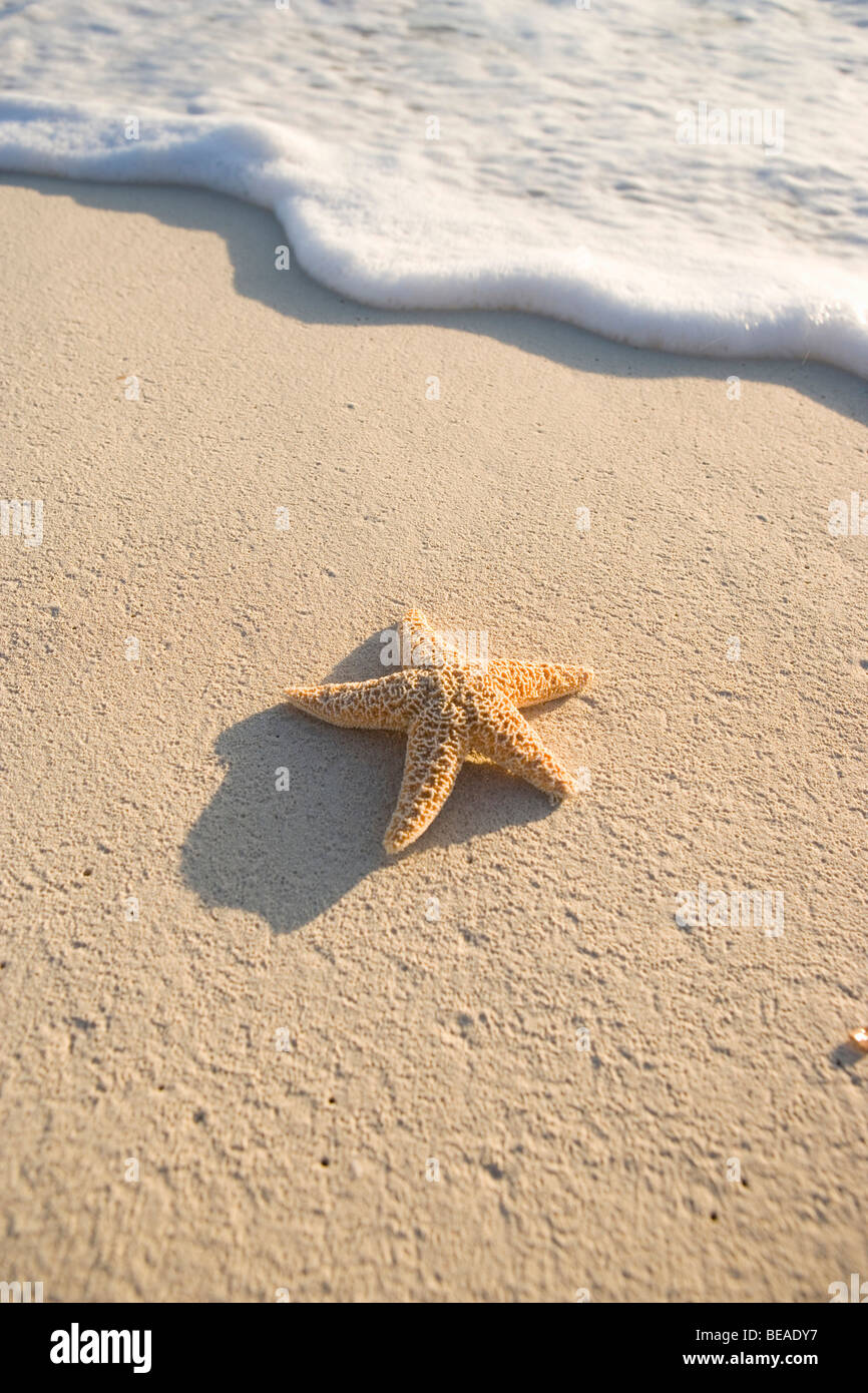 A starfish on the beach, Cable Beach, Nassau, Bahamas, Caribbean Stock