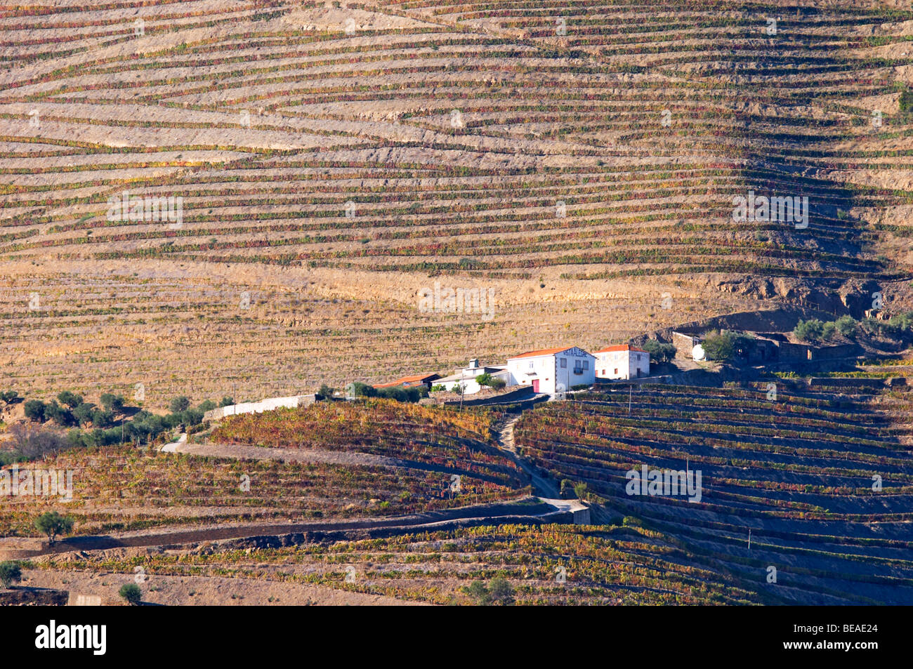 vineyards quinta vista alegre douro portugal Stock Photo
