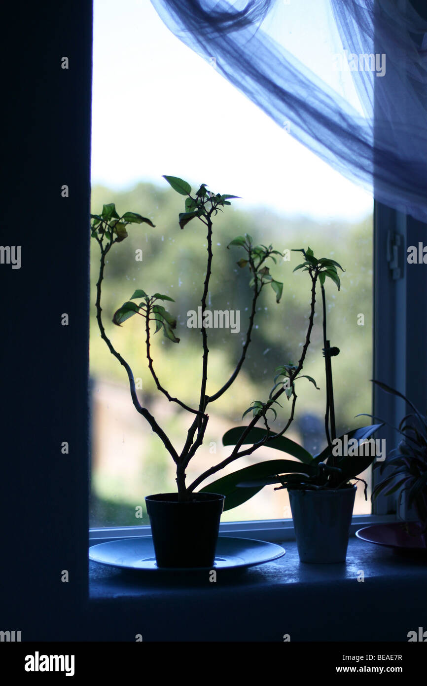 House plants silhouette hi-res stock photography and images - Alamy