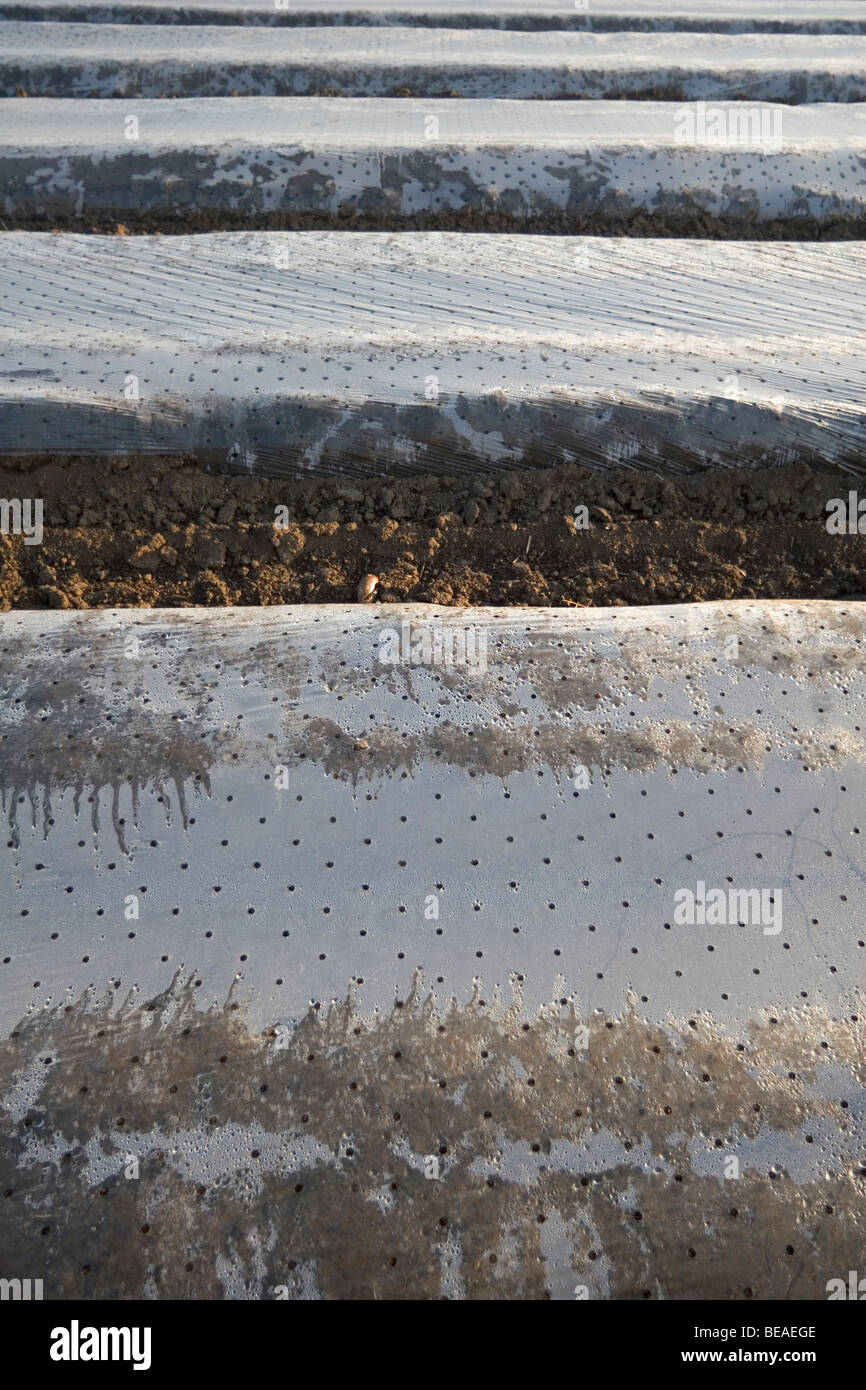 British potatoes growing under plastic Stock Photo Alamy