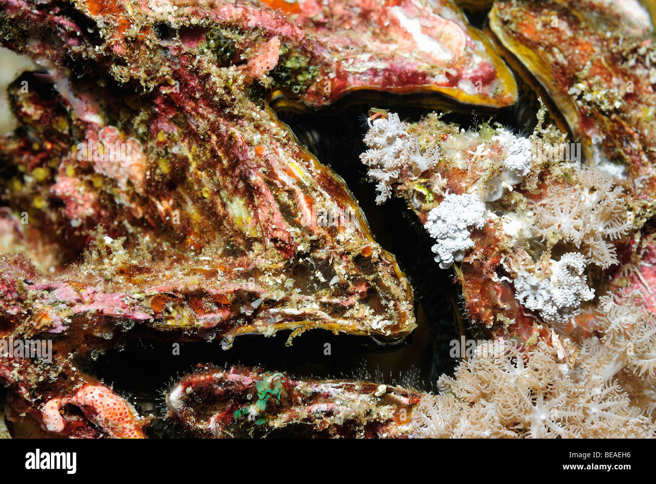 Pearl oyster underwater hires stock photography and images Alamy