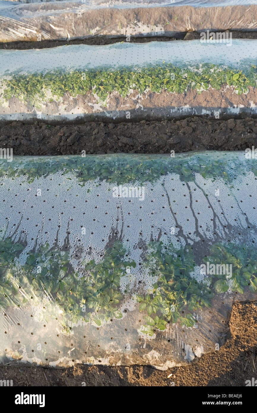British potatoes growing under plastic Stock Photo Alamy