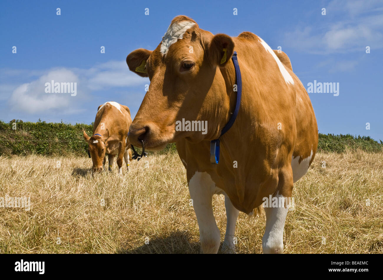 dh Guernsey cow ANIMAL GUERNSEY Guernsey cows in stubbled field dairy milking farm land cattle Stock Photo