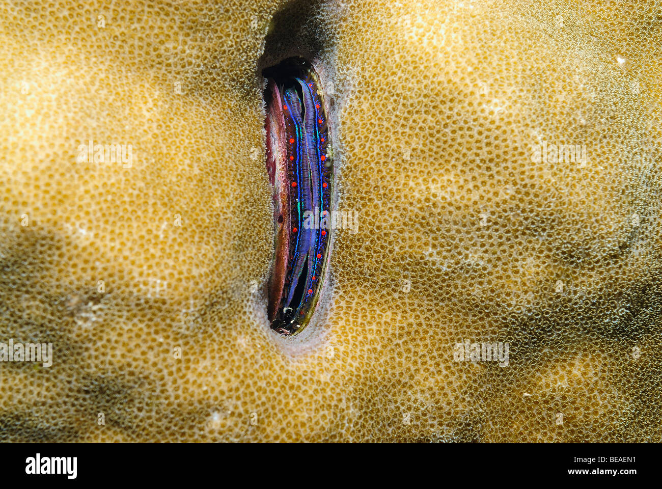 Coral clam, Gulf of Aden, Djibouti Stock Photo