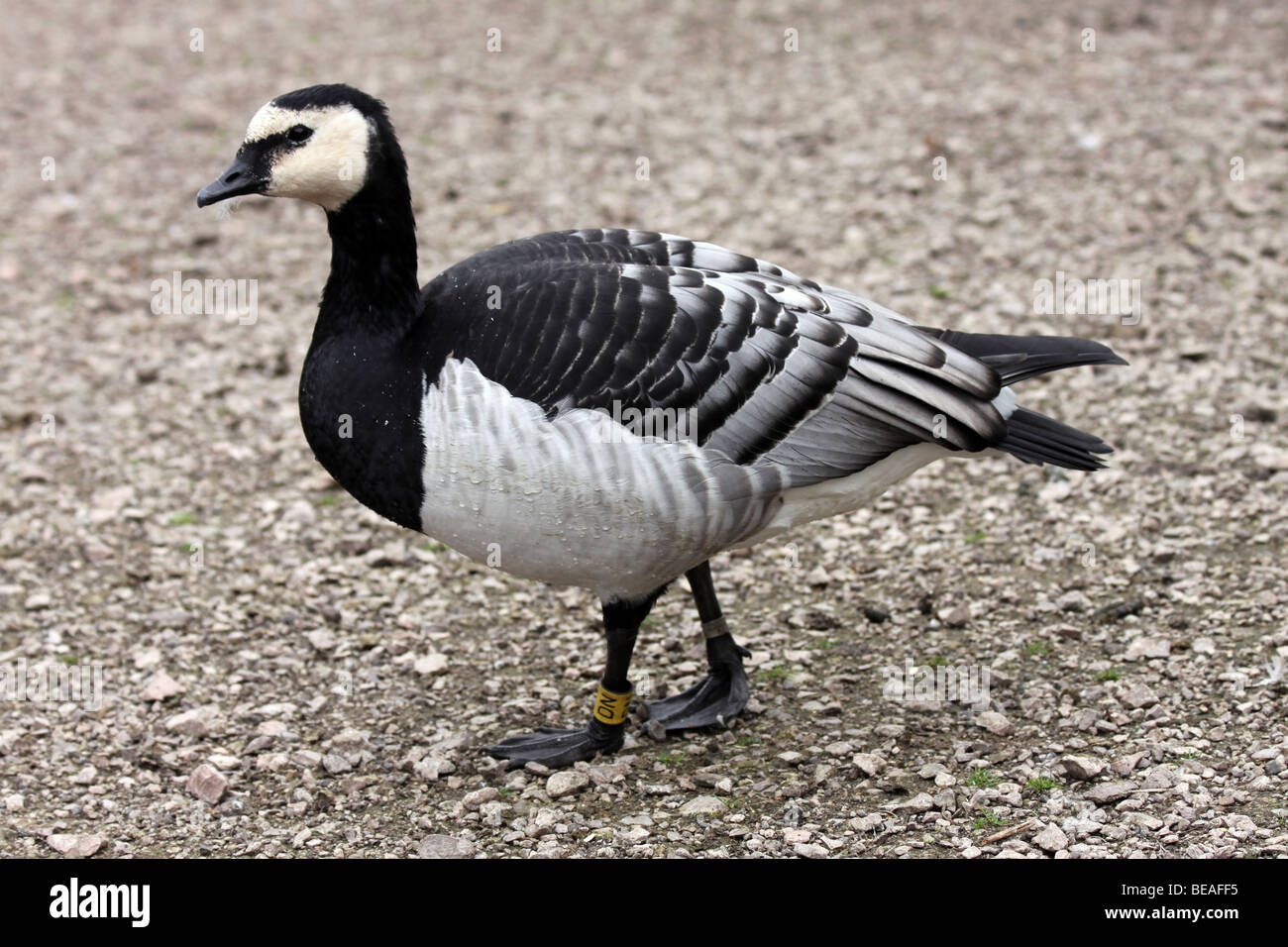 Side View Of A Barnacle Goose Branta leucopsis Taken at Martin Mere WWT Lancashire, UK Stock Photo