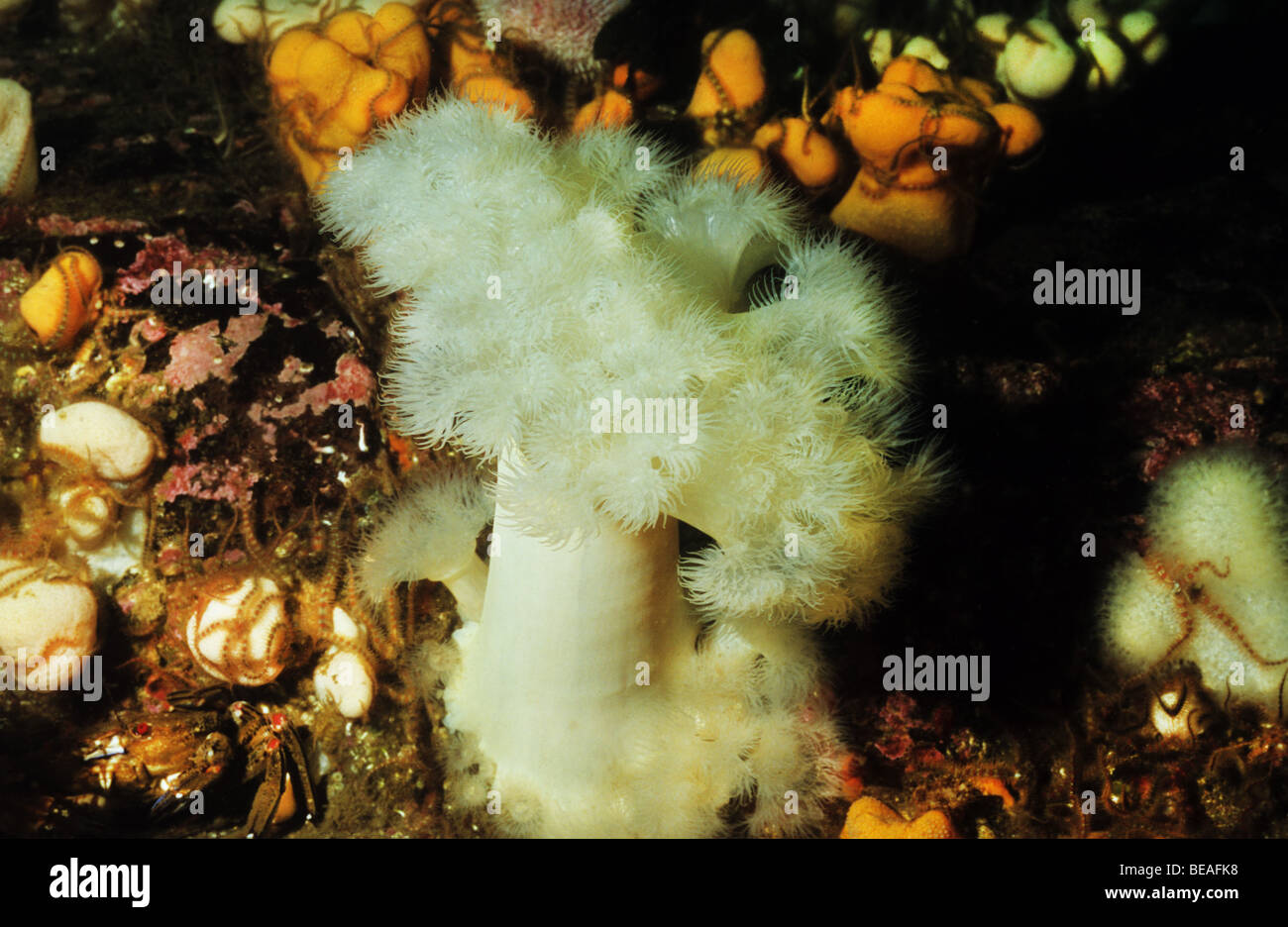 Plumose Anemone. Metridium Senile. Underwater out of St Abbs Berwickshire. Scotland Stock Photo