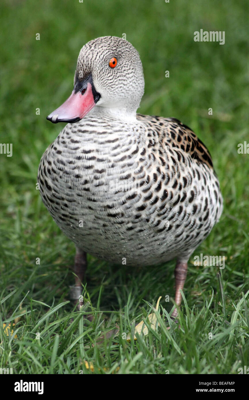 Cape Teal Anas capensis Standing On Grass Taken at Martin Mere WWT, Lancashire UK Stock Photo