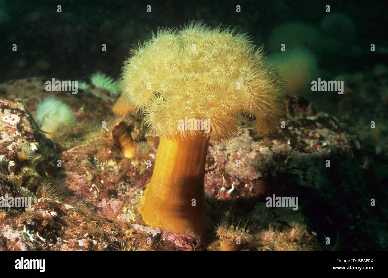 Plumose Anemone. Metridium Senile. Underwater out of St Abbs Berwickshire. Scotland Stock Photo