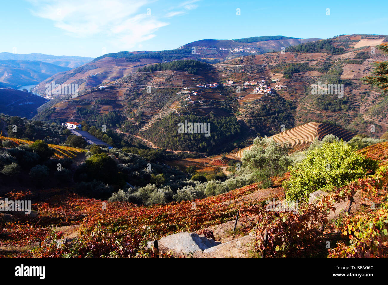 vineyards view to sao cristovao do douro and pinhao quinta do noval douro portugal Stock Photo