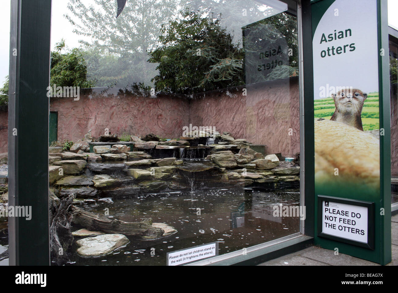 Oriental Small-clawed Otter Aonyx cinerea Enclosure Taken At Martin Mere WWT, Lancashire UK Stock Photo