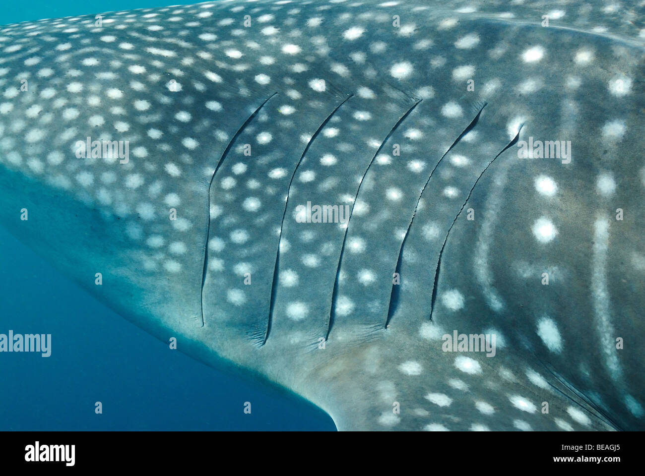 Whale shark swimming and feeding, Bay of Tadjoura, Gulf of Aden Stock Photo