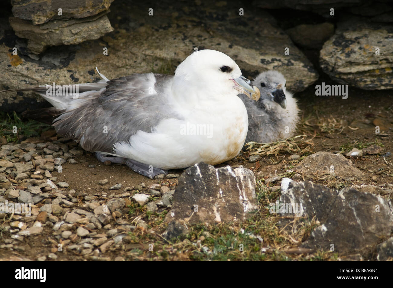 dh Fulmar BIRD UK Fulmar Fulmarus glacialis seacliff nest baby chick North Ronaldsay Orkney fulmars nesting chicks Stock Photo